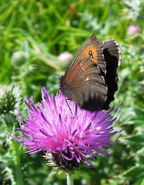 Erebia sp.